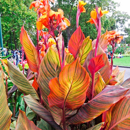 BRECK'S - Phasion Giant Variegated Canna Lily Dormant Summer Flowering Bare Roots (3-Pack)