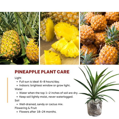 2 Pineapple Plants Live to Grow 5 to 8 Inch Tall, Sweet Pineapple Fruit Tree Live Plant for Outdoor (Gold Pineapple)