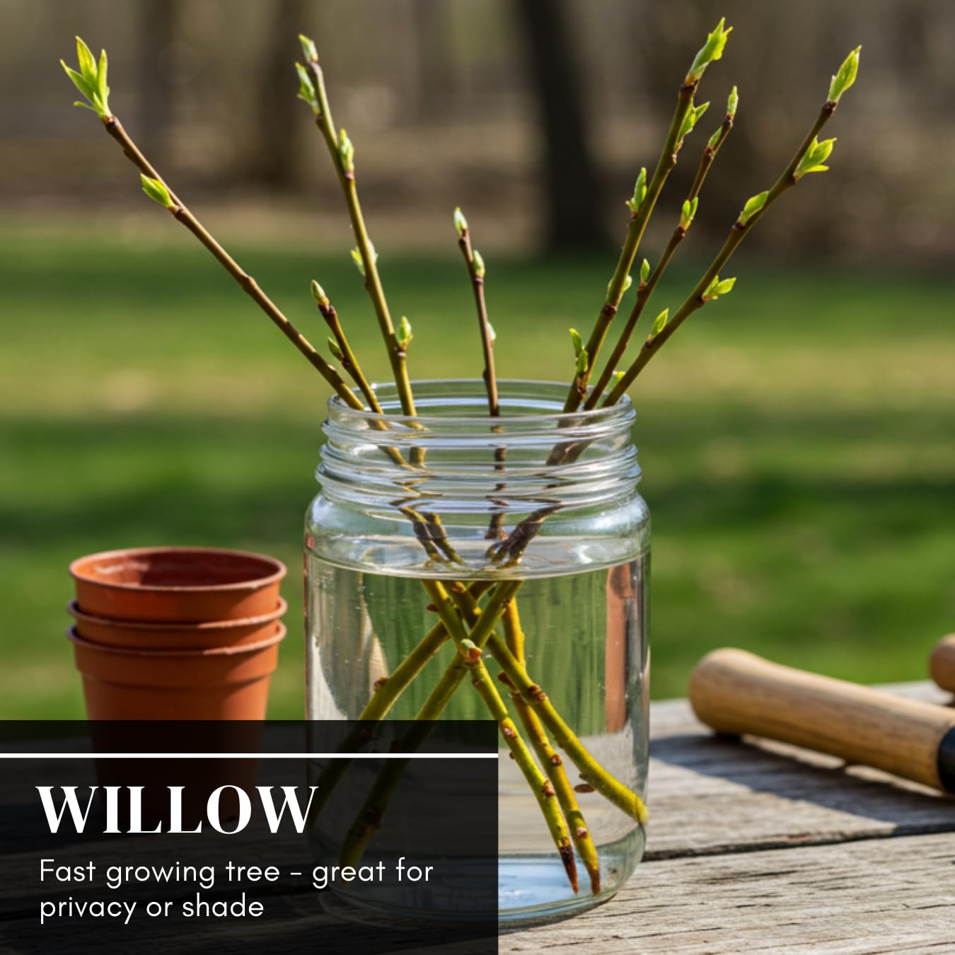25 Jumbo Hybrid Willow Tree Cuttings - Much Thicker Root Stock - Approx 10 inches Tall, 5/8 in- 1+ Inch Thick Root Stock - Fast Privacy Shade Trees - Grows Fastest
