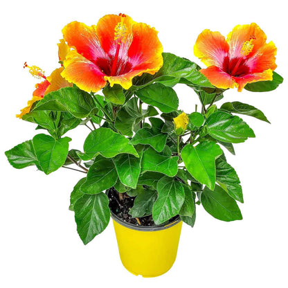 Fiesta Hibiscus Bush - Live Hibiscus Flowering Plant - Tropical Flower Plant - 1 Gallon Planter - Overall Height 10" to 14" - Tropical Plants of Florida