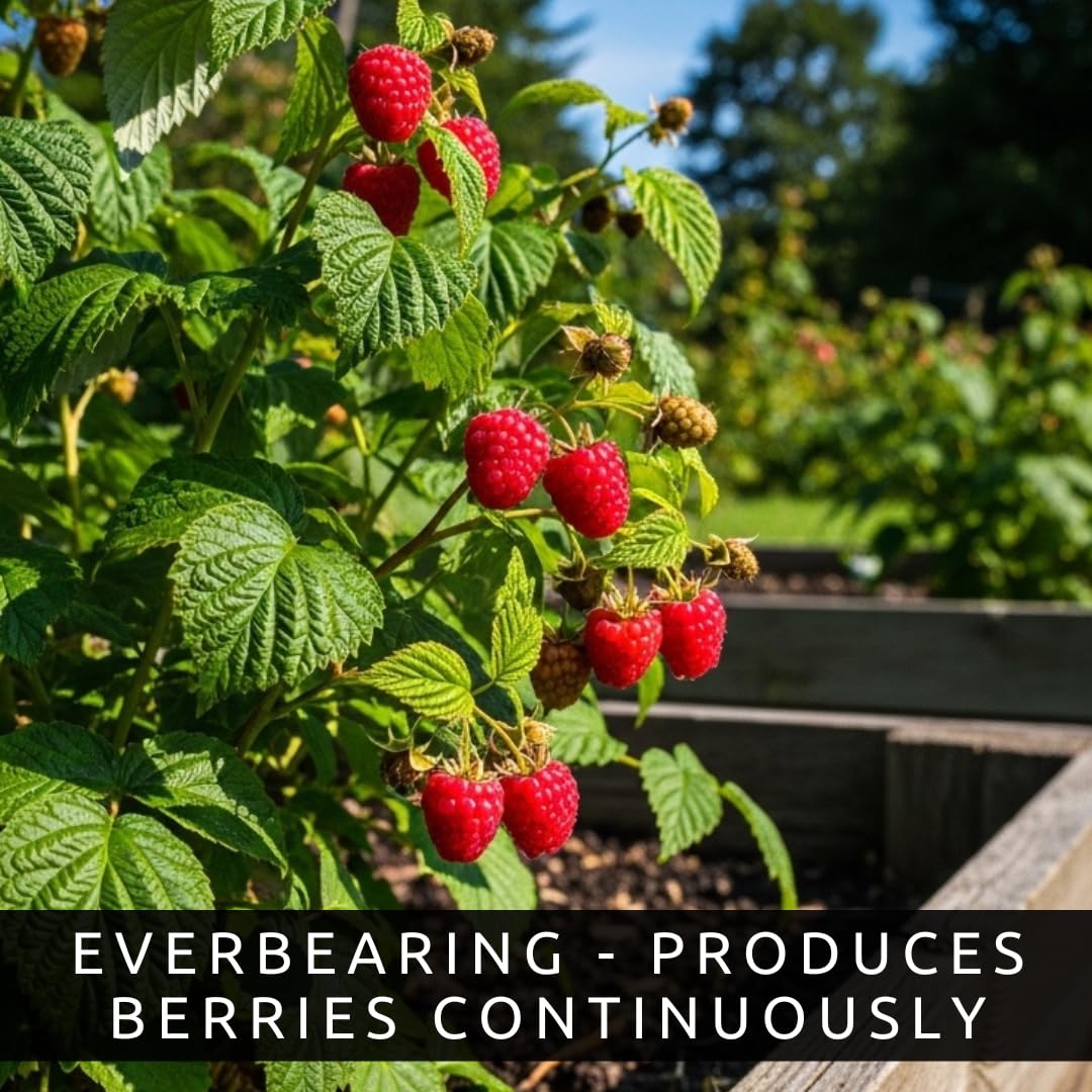 Live Raspberry Plants for Planting – Premium Bare Root Berry Bushes – Sweet Red Raspberries – Cold Hardy, Fast Growing Fruit Plants for Outdoor Garden – High Yield Perennial Canes