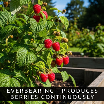Live Raspberry Plants for Planting – Premium Bare Root Berry Bushes – Sweet Red Raspberries – Cold Hardy, Fast Growing Fruit Plants for Outdoor Garden – High Yield Perennial Canes