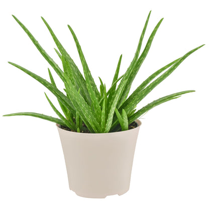 Arcadia Garden Products Live Aloe Vera Succulent Easy Indoor Houseplant in Plastic Pot, Air Purifying Ornamental Plant Gift for Home and Garden Décor, 6 Inch