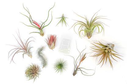 Air Plant Shop 10 Pack Premium Variety Pack with Fertilizer Packet- Wholesale and Bulk - Succulents - Live Tillandsia - Easy Care Indoor and Outdoor House Plants