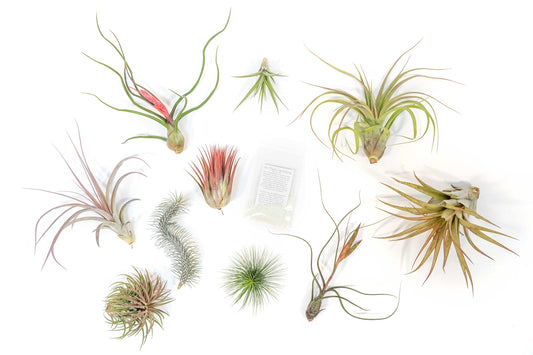 Air Plant Shop 10 Pack Premium Variety Pack with Fertilizer Packet- Wholesale and Bulk - Succulents - Live Tillandsia - Easy Care Indoor and Outdoor House Plants