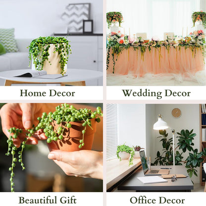 3" String of Pearls Plant Live, Succulent Plants Live in Hanging Basket, Rare Houseplant for Home Office Wedding & Gift Decor (Heat Pack Included)