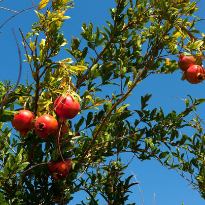 Wonderful Pomegranate Live Plant 4" Pot, Sweet Edible Pomegranate Fruit Plant for Indoor Outdoor Garden