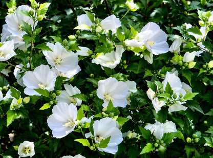 5 White Diana Rose of Sharon Hibiscus (Althea) Shrubs - 10-18" Tall Live Plants - Flowering Bush/Tree Seedlings - Hibiscus syriacus 'Diana' - (Pack of 5)