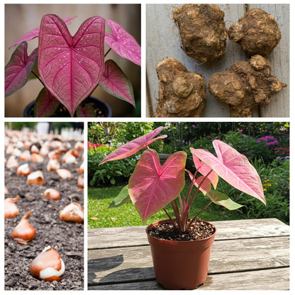 6 Pinky Swear Caladium Bulbs for Planting - Perennial Hosta, Elephant Ears, Fancy (6 Bulbs)