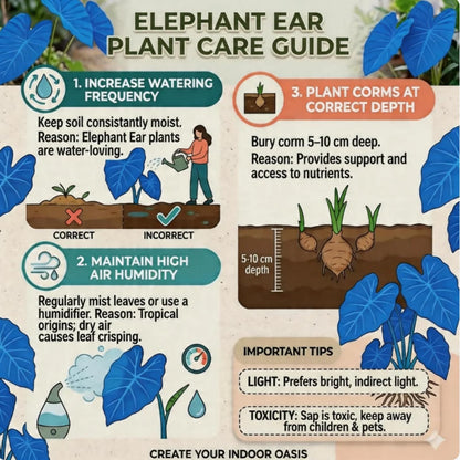 GHUKMJH Broad Leaf Colocasia Elephant Ear - Fast Foliage Growth, Simple Care, Wonderful for Home Garden Balcony Accent Decor (6)