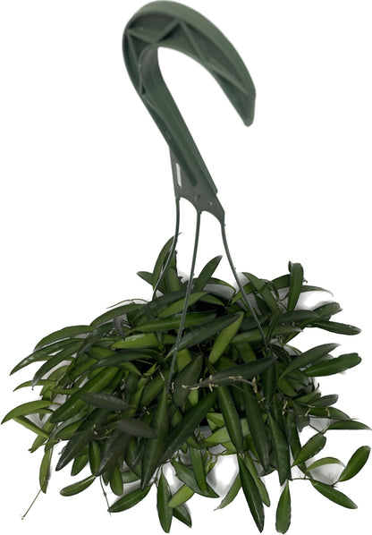 Hoya Wayetii Captivating Wax Plant - Air Purifing Live Plant - Hoya Plants Live Houseplants - Available in 2" Pot, 4" Pot and 6" Hanging Pot - Ships from CA (4" Pot, 2 Plants)
