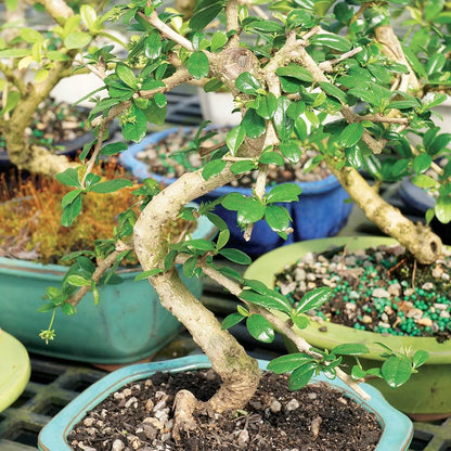 Brussel's Bonsai Live Fukien Tea Bonsai Tree - Small, 6 Year, 6 to 8 inches Tall - Indoor Bonsai Tree Live with Ceramic Bonsai Pot