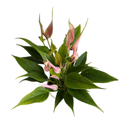 Hopewind Plants Shop Anthurium (12"-14" Tall) Unique and Gorgeous Live Indoor Plant, Easy Care and Easy to Grow, Bloom Plant, 4 inch Pot (Lily Pink)
