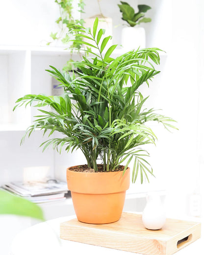 Neanthe Bella Palm (4" Grower Pot) - Air Purifying and Live Healthy Houseplant - Easy to Grow, Easy to Care Indoor Houseplant for Home and Office Decor