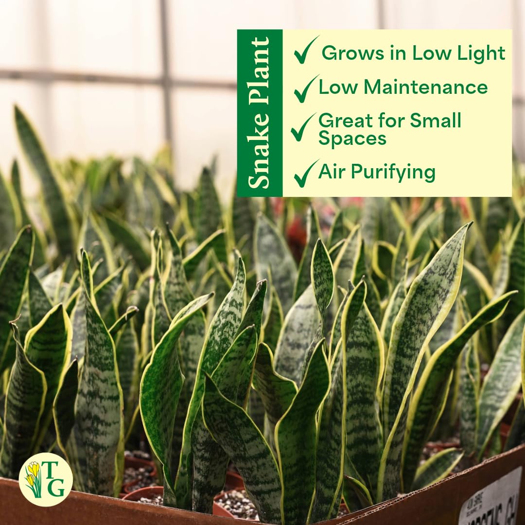 Thorsen's Greenhouse Variegated Snake Plant, Dracaena Trifasciata, Sansevieria, Mother-in-Law Tongue, Low Light, Easy to Grow, Live Indoor Plant, 4" Diameter Pot (Gold)