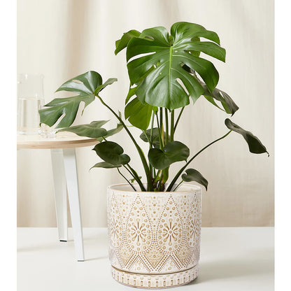 YFFSRJDJ 8 Inch Indoor Plant Pot with Drainage Holes and Saucers, Ceramic Planter for Plants, Succulent Orchid Flower Pots