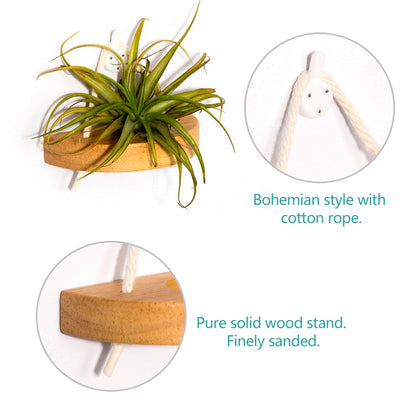 MITIME air plant holder, small air plant display stand. Wall mount to save space, wall decoration. (Plants not included) (Set of 6)