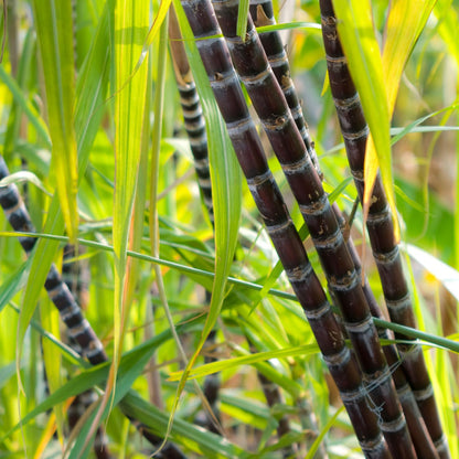 30 Purple Sugarcane Cuttings, Fresh Sugar Cane Stalk Cuttings with 2-3 Nodes for Planting, Fast Growing Tropical Garden Plant, No Ship to CA