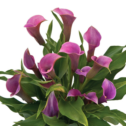 Easy to Grow Calla Lily Amethyst 3 Bulbs - Purple Flowers Blooms in Summer Sun Tropical Spring Planted