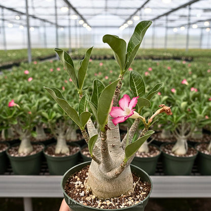 Rare Adenium Arabicum Godji Live Plant – Desert Rose Succulent – Thick Caudex Bonsai Plant – Drought Tolerant Exotic Houseplant