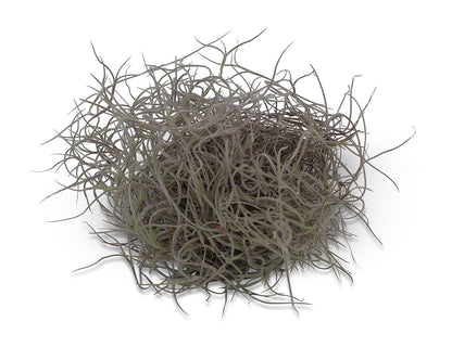 Tillandsia Usneoides Spanish Moss Live Air Plant