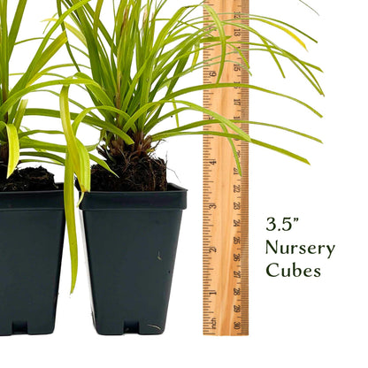 4 Everillo Sedge Grass – Evergreen Clumping Ornamental Grass with Arching Golden Foliage for Shade, Borders & Containers (Carex oshimensis ‘Everillo’) in 3.5″ Cubes, Live Plants