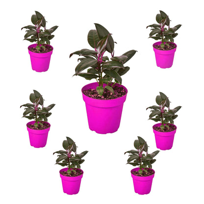 7 Pack Ficus Elastica 'Burgundy' in 4in Pot - Live Plants Tropical Houseplants | Variegated | USA Growers | The Snobby Leaf