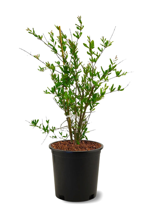 American Plant Exchange Pomegranate Tree 'Wonderful' – 5-Gallon Pot – Live Fruit-Bearing Tree, Cold-Hardy, Sweet & Tart Red Fruit for Home Orchards, Patios, Gardens & Edible Landscapes