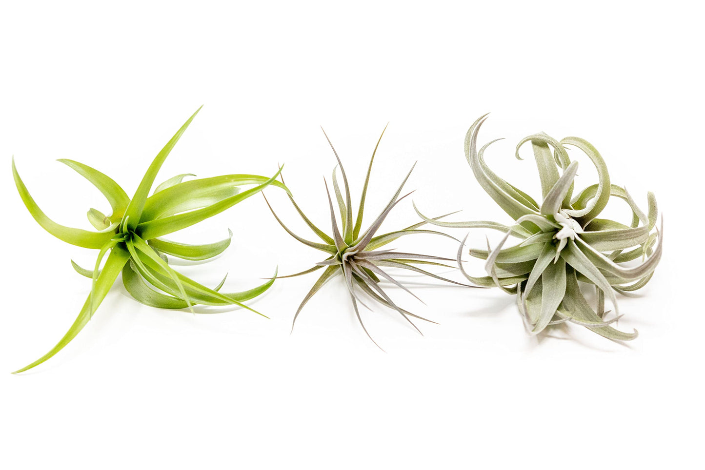 Air Plants The Inca Collection - Live Succulent House Plants - Available in Wholesale and Bulk - Home and Garden Decor - Easy Care Indoor/Outdoor Air Plant (Pack of 3)