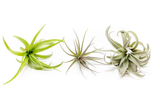 Air Plants The Inca Collection - Live Succulent House Plants - Available in Wholesale and Bulk - Home and Garden Decor - Easy Care Indoor/Outdoor Air Plant (Pack of 3)