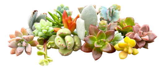 10 Mini Assorted Live Succulent Cuttings, No 2 Succulents Alike, Great for Terrariums, Miniature Gardens, and as Starter Plants. Live Succulents Plants for DIY Projects and Home Decor (10, Mini)
