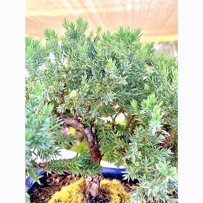 Live Dwarf Juniper Bonsai Tree | Indoor/Outdoor | 100% Handcrafted| Home and Office Décor | Best Gift for Holiday (M)