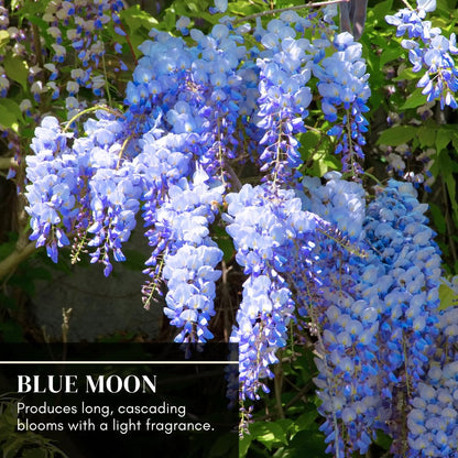 Beautiful Blue Moon Wisteria, Vine Plant, Attracts Hummingbirds, Potted Plant Fragrant Flowrs, in Dormancy (1-2 Feet). not for Sale California