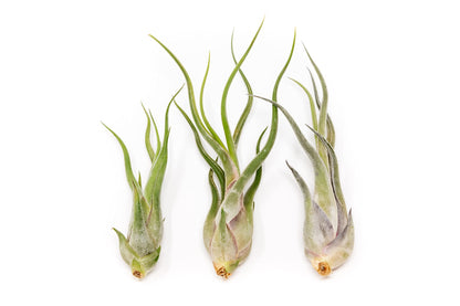 Tillandsia Caput Medusae Air Plants - Live Succulent House Plants - Available in Wholesale and Bulk - Home and Garden Decor - Easy Care Indoor/Outdoor Air Plant (Pack of 3)