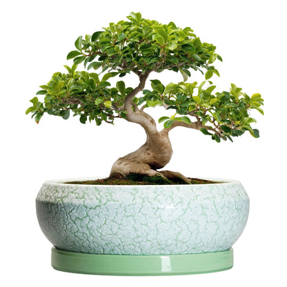EPFamily Bonsai Pots - 13 Inch Ceramic Succulent Pots for Indoor Outdoor, Large Shallow Planter with Drainage Hole and Saucer, Round Flower Succulent Planter, Patio Decor, Gifts for Women, Green
