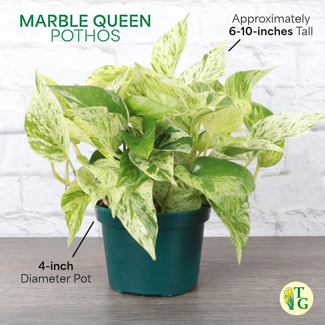 Thorsen's Greenhouse Marble Queen Pothos, Live Indoor Plant, Easy to Grow, Rare Variegated Houseplant, Natural Air Purifier, 6-inch Diameter Pot (Nursery Pot)