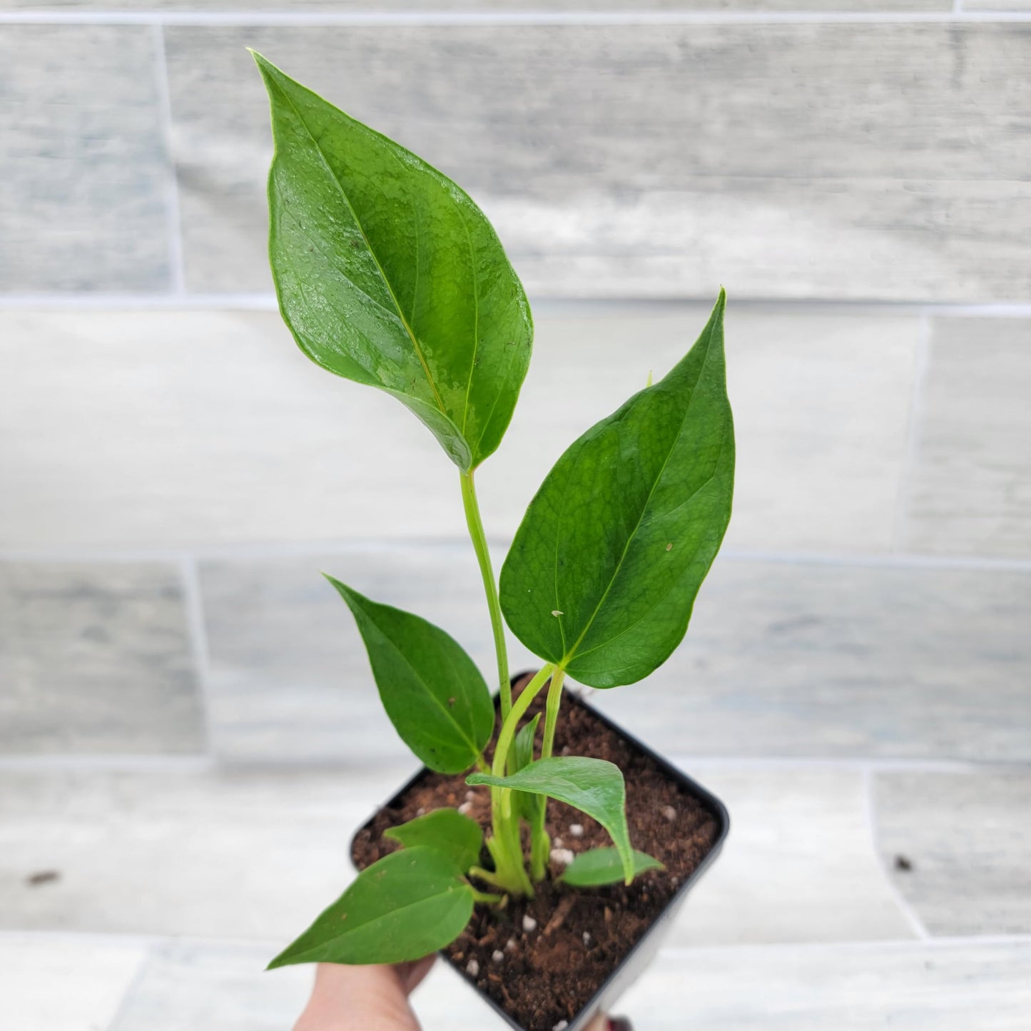 Rare Anthurium Pink Live Plant in 4-Inch Pot - Anthurium Flamingo Flower Plant - Exotic Flamingo Plant for Home or Office by 3exoticgreen