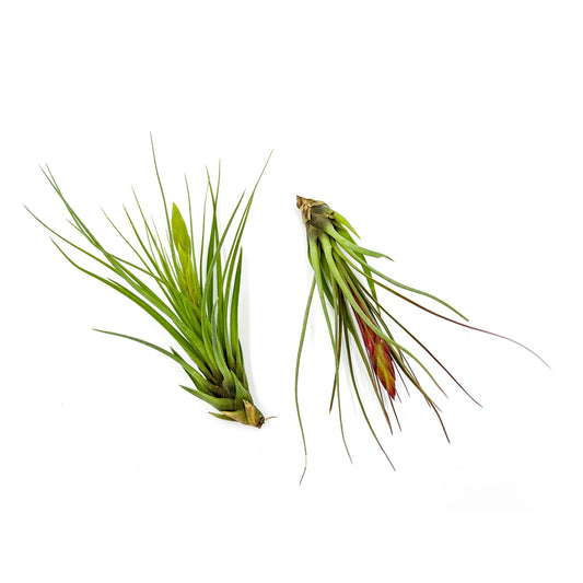 Air Plants - Flowering Tillandsia Melanocrater Tricolor, Large 5" - 2ct - Live Arrival Guaranteed - House Plants for Home Decor & Gift