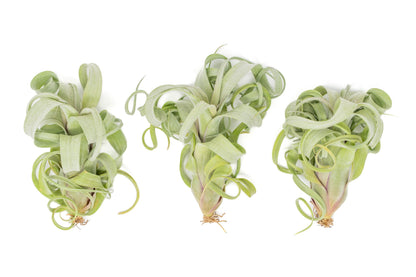 Air Plant Shop 3 Pack Tillandsia Curly Slim (T. Intermedia x T. Streptophylla) Air Plant - Succulents - Live Tillandsia - Easy Care Indoor and Outdoor House Plants