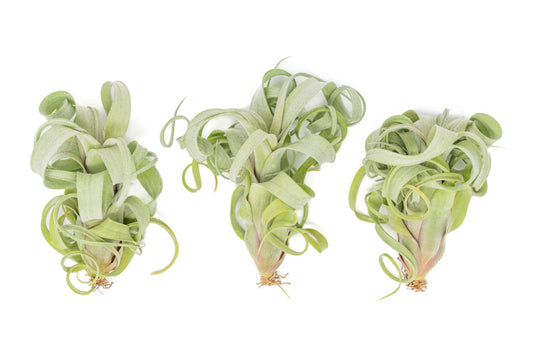 Air Plant Shop 3 Pack Tillandsia Curly Slim (T. Intermedia x T. Streptophylla) Air Plant - Succulents - Live Tillandsia - Easy Care Indoor and Outdoor House Plants