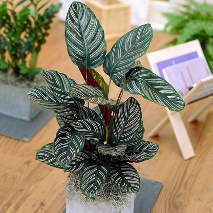 100pcs Green Calathea Plant Seeds for Planting, Tropical Foliage Seeds for Indoor & Outdoor Growing | Easy to Grow Houseplant Seeds