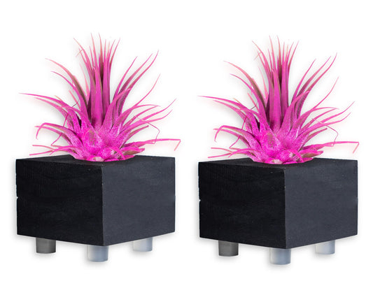 Air Plants - Tillandsia Ionantha - Organically Enhanced Color - Live Arrival Guaranteed - House Plants for Home Decor & Gift (Rose_Pink_2pk+2_Black_Planters)