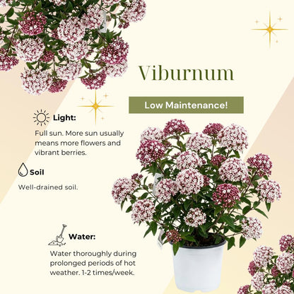 Viburnum Bush Plant Potted, Hardy Flowering Shrub, Rare Viburnum Plant for Outdoor Garden, Landscape, or Hedge, 4-6 Inches (Pink Viburnum)
