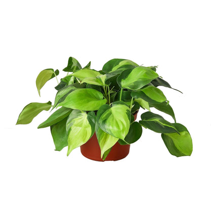 Philodendron 'Brazil' | Live Plant for Indoor & Outdoor | for Living Room, Office, Bathroom | (4" Pot)