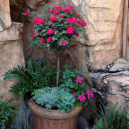 Brighter Blooms - Knock Out® Rose Tree, 3-4 ft. - No Shipping to AK, AZ, HI