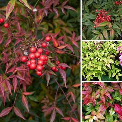 Dwarf Nandina Shrub, Ornamental Nandina Live Plant for Growing, Dormant in Winter (4 Inch)