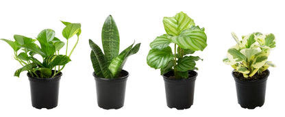 Essential Houseplant Collection (4PK) in 4.25" Grower Pots, Easy Air Purifying Plant Pack with Pothos, Syngonium, Philodendron, & More Popular Live Houseplants for Beginners by Plants for Pets