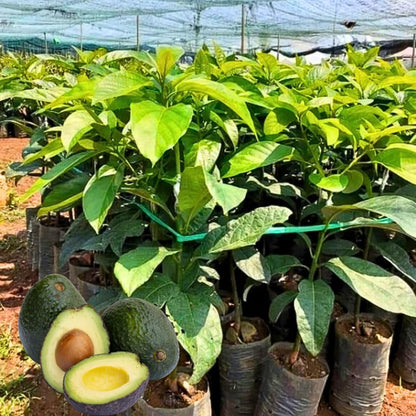 Live HASS Avocado Tree, Grafted Fruit Tree, 1-2 Feet Tall, Hardy Avocado Variety, Ready for Planting, No Ship to CA