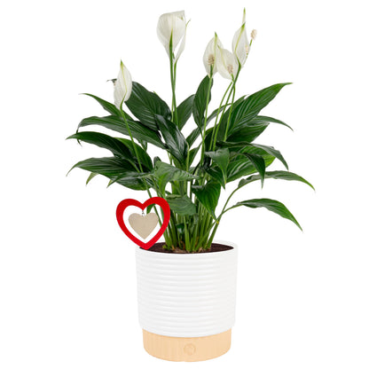 Costa Farms Peace Lily Live Indoor Plant, Spathiphyllum in Decorative Pot, Easy Care Houseplant, Natural Air Purifier, Flowering Office or Home Decor, Gift, 14-24 Inches Tall