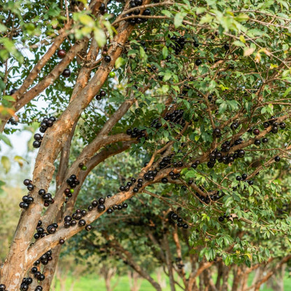 Jaboticaba Tree Live Plant | Jabuticaba Plant for Planting | 2.5–3 Ft Live Potted Tropical Fruit | Compact Sweet Berry Tree for Gardens Balconies & Yards | No Ship to CA,HI,AK